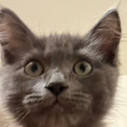 leotunes thumbnail