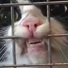 scrungecat thumbnail