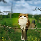 beacon626 thumbnail