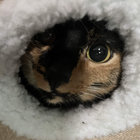 withhold thumbnail