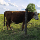 jan_kubal thumbnail