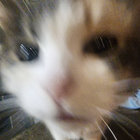 zoelarry thumbnail
