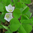 klee_blatt thumbnail
