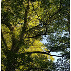 A. thumbnail