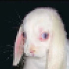 Dog_1mage thumbnail