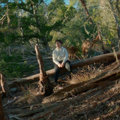 Crazy Tree image
