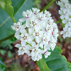 vakowal thumbnail
