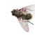 ifly thumbnail
