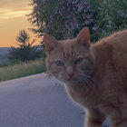 _olijune thumbnail