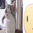 xXCatIsSoPawsomeXx thumbnail
