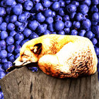 folk-phox thumbnail