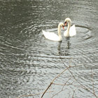 valse_muziek thumbnail