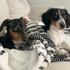 twowienerdogs thumbnail