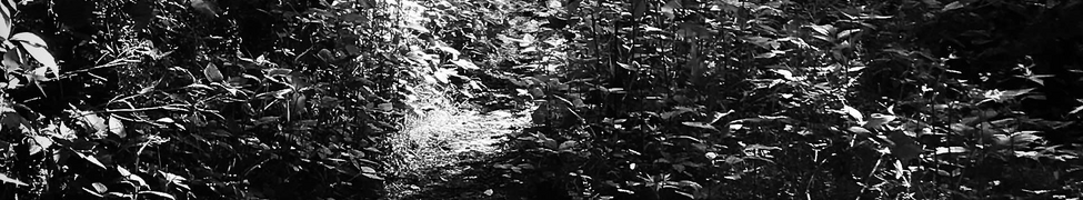 Swarvy — Photo