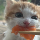 pussinscruffyboots thumbnail