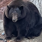 bearreal thumbnail