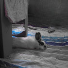 peace☮cat thumbnail