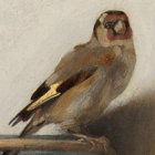 _goldfinch thumbnail