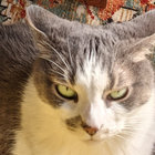 obviholly thumbnail