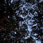multibrowser thumbnail