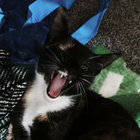 keelyfern thumbnail