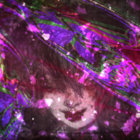 SockDra thumbnail