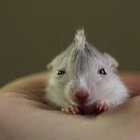 AnSzak thumbnail