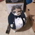 fancycat260 thumbnail
