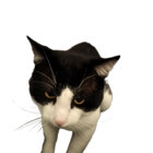 djappleseed thumbnail