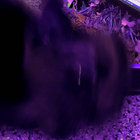pondsxum thumbnail