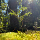 AnalogMoss thumbnail