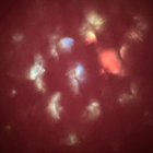 everyonesa925 thumbnail