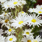 69daisies thumbnail
