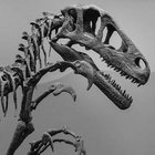 raptorbones thumbnail