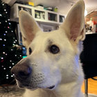 Sverre Svenningsen thumbnail