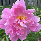 quesaritogirl thumbnail