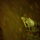 mgiard11 thumbnail