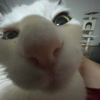 coalpanda thumbnail
