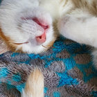 meowdymeow thumbnail