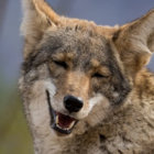 Coyotebarks thumbnail