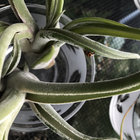 jepa neptune thumbnail