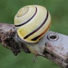 poljaff thumbnail