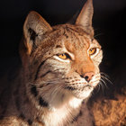 Lynx Cafe thumbnail