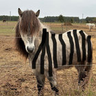 zebrazebra21 thumbnail