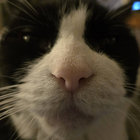 toomanycats thumbnail