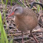virginia-rail thumbnail