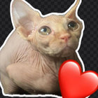 wrinklycat thumbnail