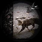 creatureofhabit thumbnail