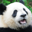 sleepypanda496 thumbnail