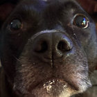 morgan thumbnail